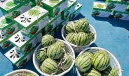 博子吃瓜,揭秘娱乐圈背后的那些事儿